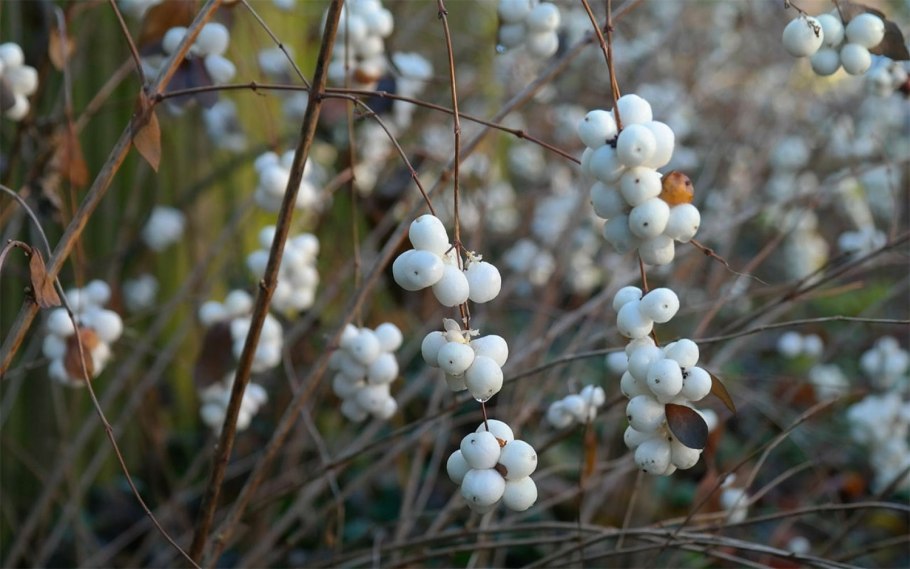Осенне-зимние цветы