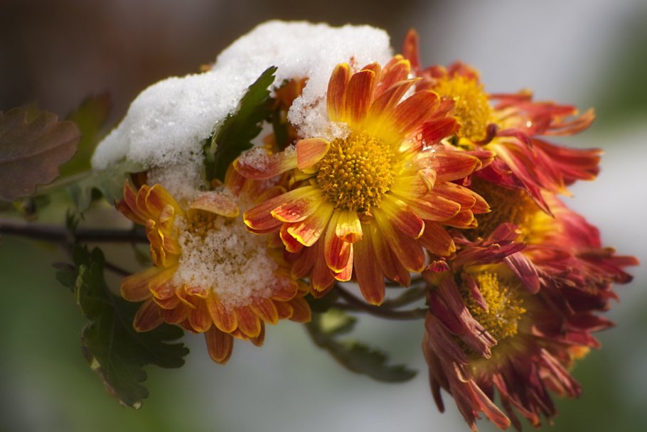 Ранняя зима