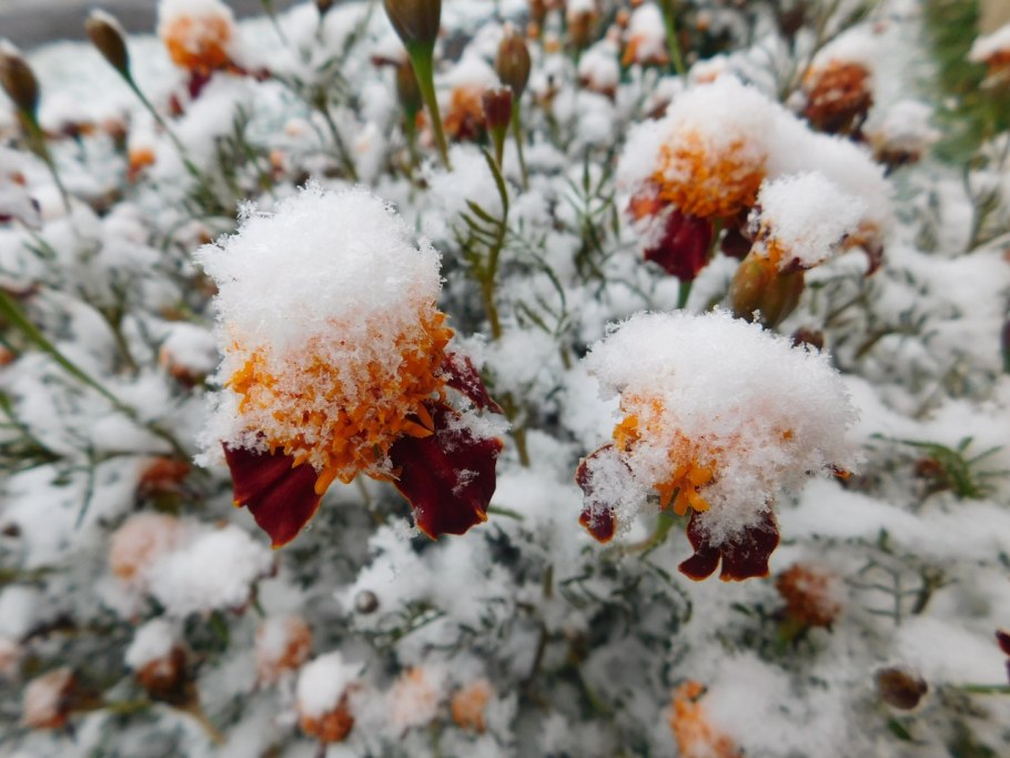 Осенняя трава снег