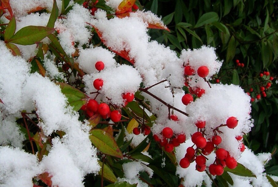 Рябина в снегу