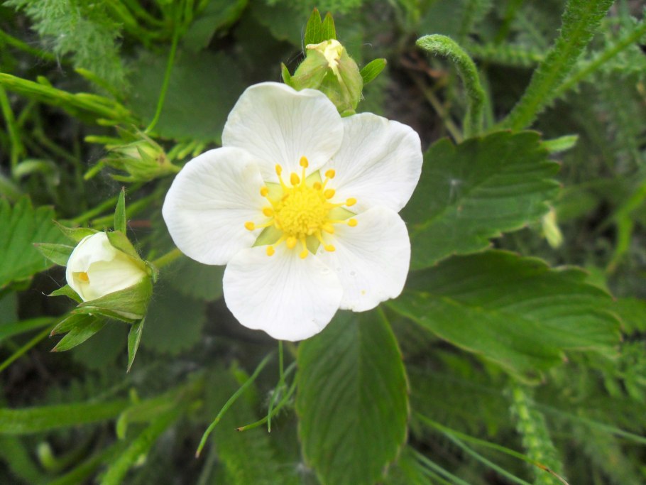 Цветок клубники Лесной