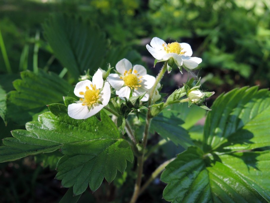 Земляника Лесная Цветущая