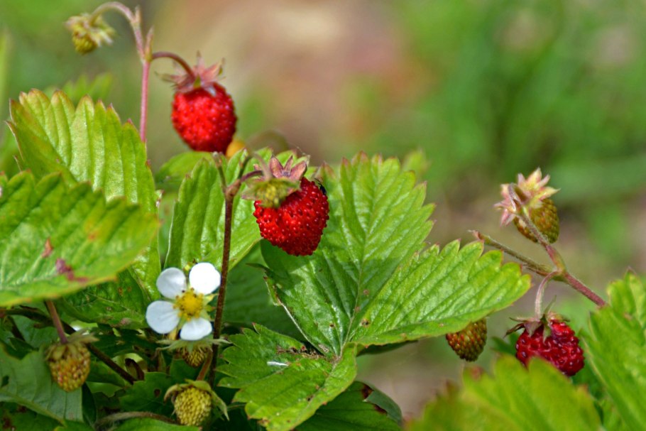 Розоцветные земляника Лесная