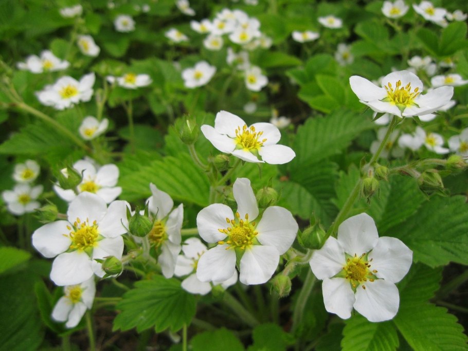 Земляника Лесная цветет