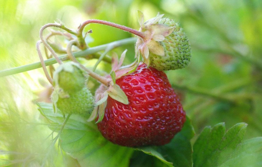 Клубника Летиция