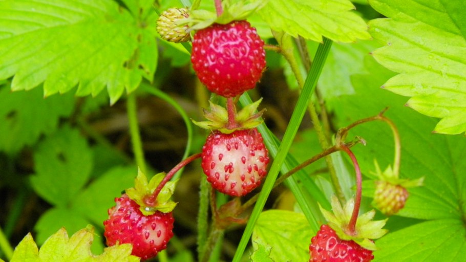 Fragaria vesca земляника обыкновенная