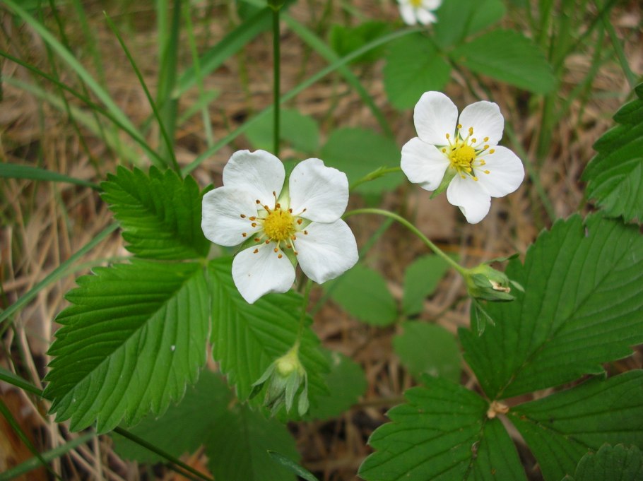 Земляника Лесная цветет
