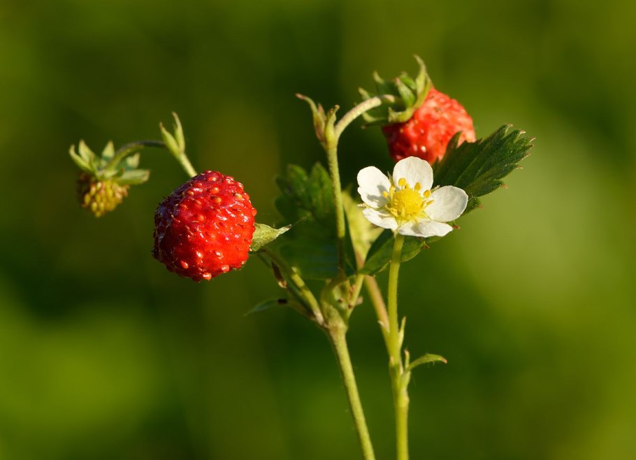 Fragaria vesca чашелистики