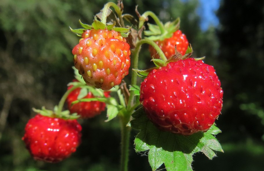 Земляника Лесная (Fragaria vesca l.)