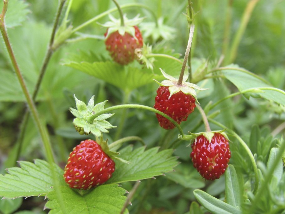 Земляника Лесная (Fragaria vesca)