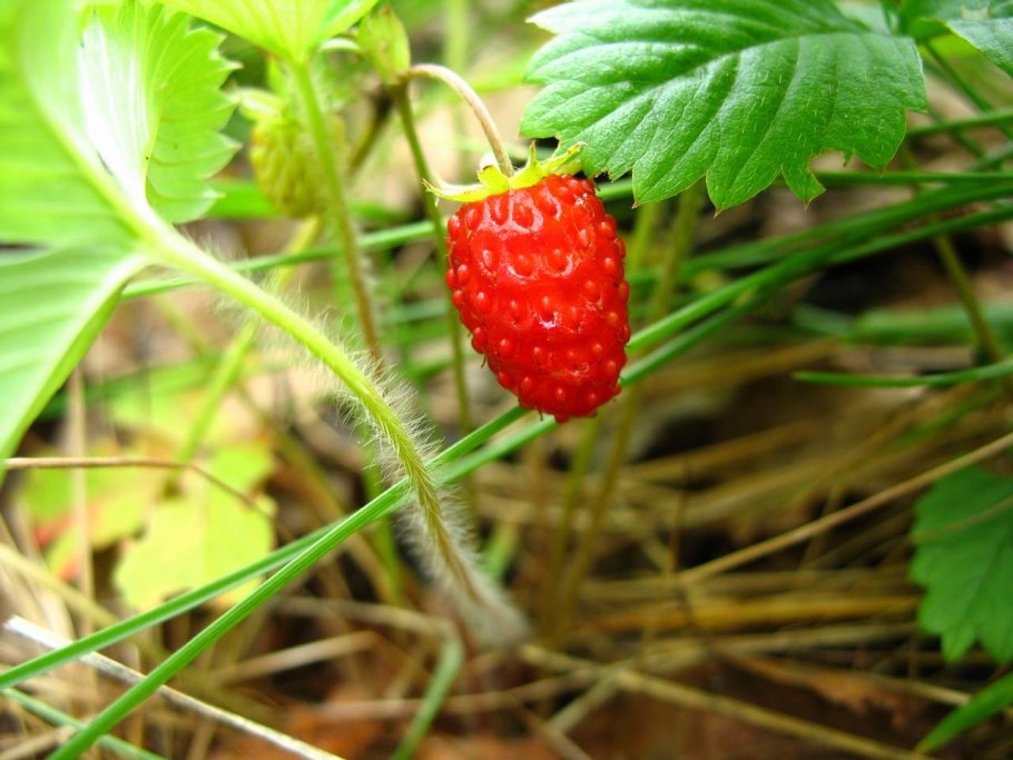 Земляника семейство