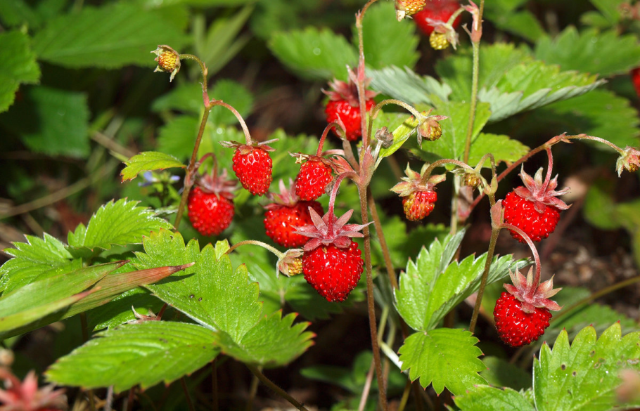 Земляника Лесная