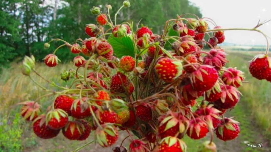 Шабонка ягода