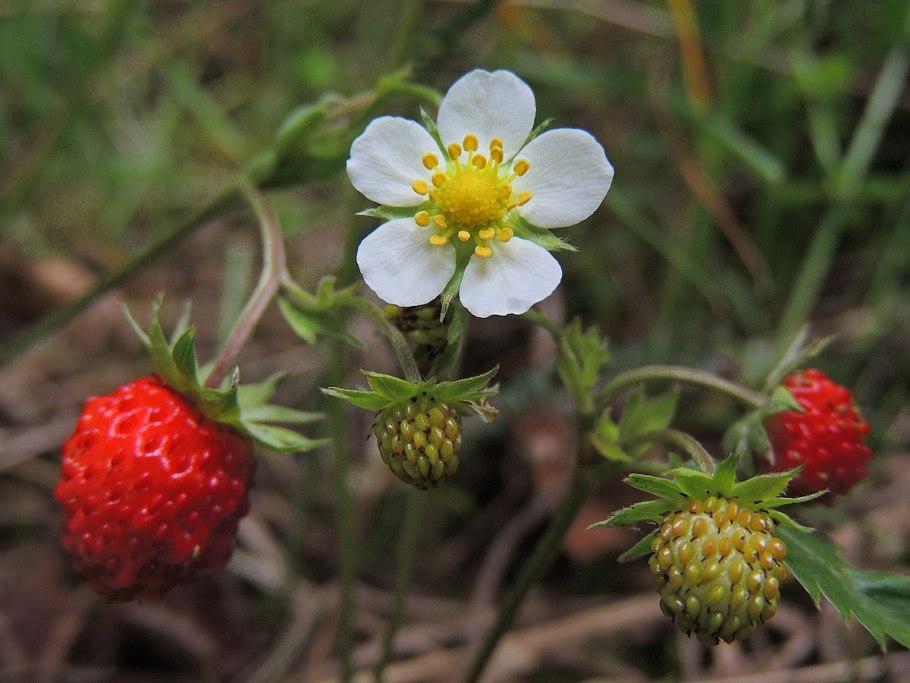 Fragaria vesca