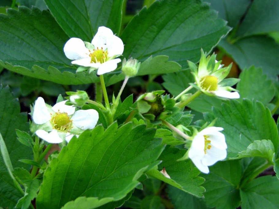 Земляника Садовая цветение