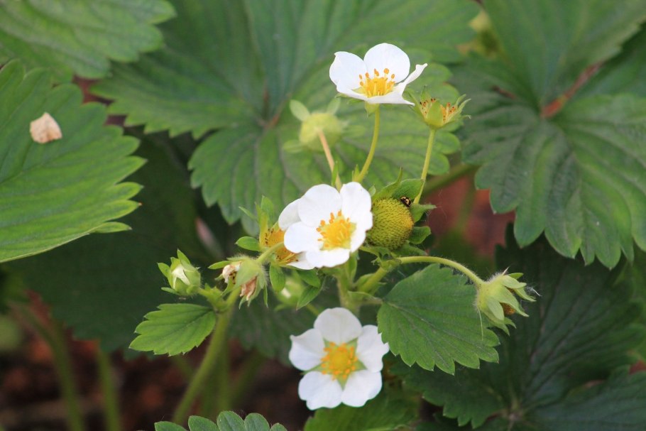 Земляника Лесная цветет