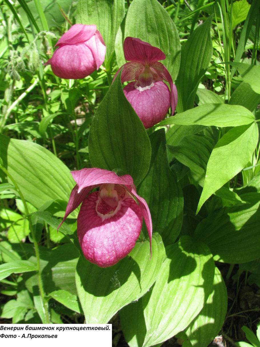 Cypripedium macranthos