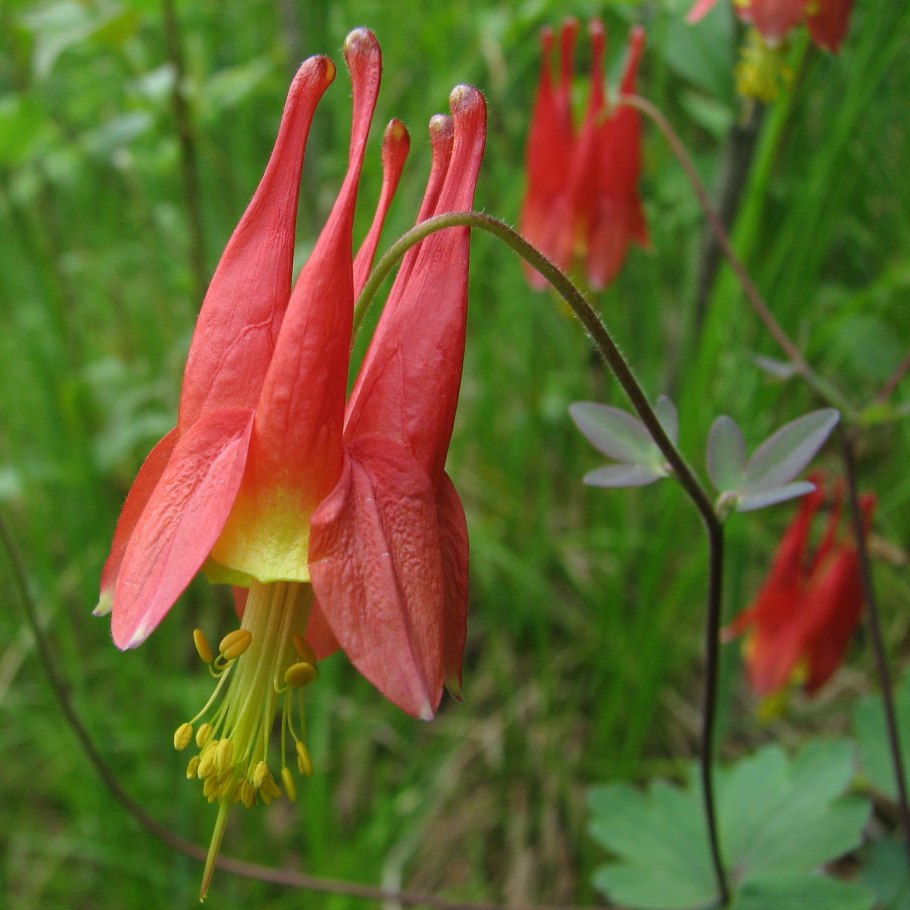 Aquilegia canadensis