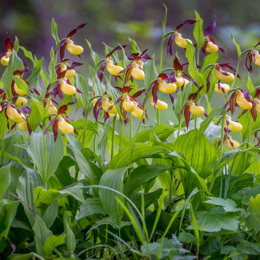 Цветы Венерин башмачок дикорастущий
