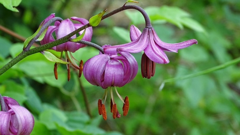 Лилии мартагон «Purple»