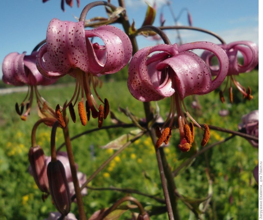 Саранка кадрявая Лилия кудрявая