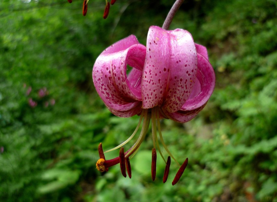 Лилия кудреватая саранка