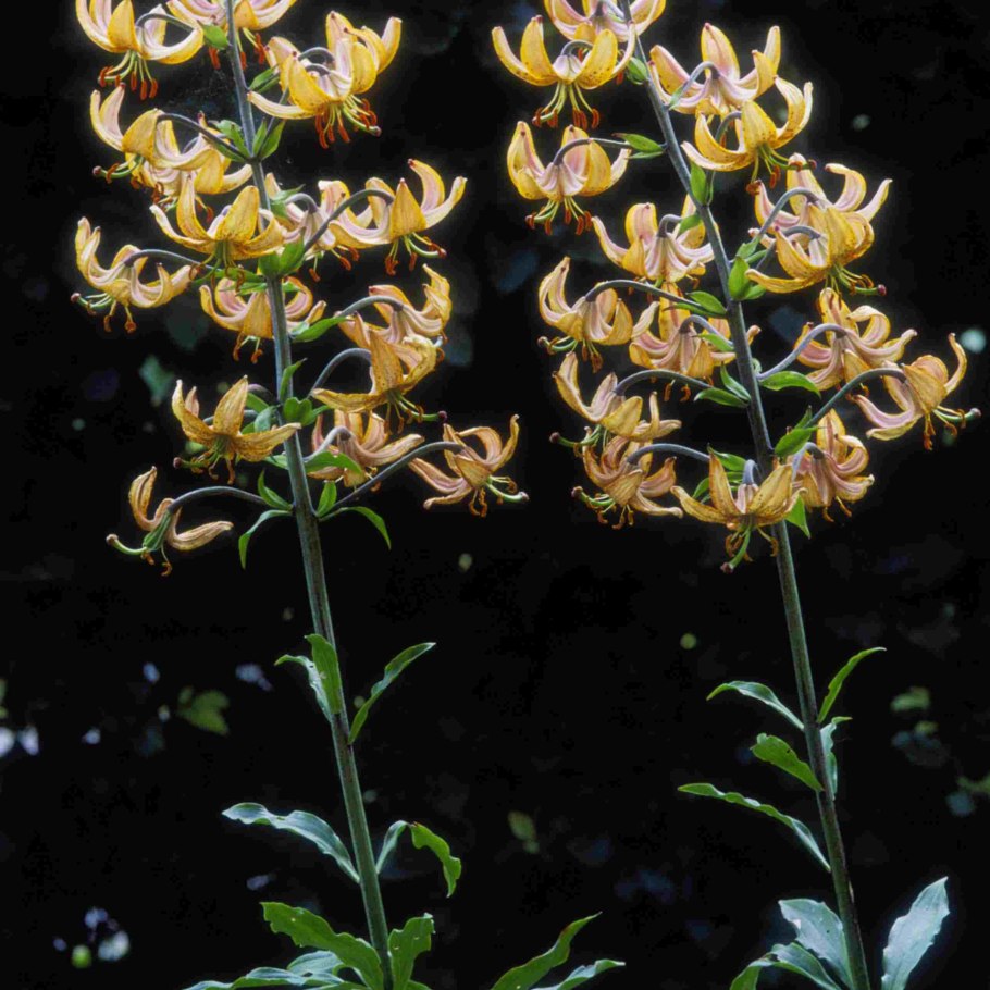 Лилия Манитоба Монинг