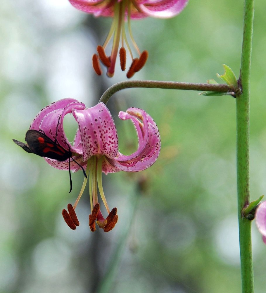 Lilium martagon — Лилия саранка
