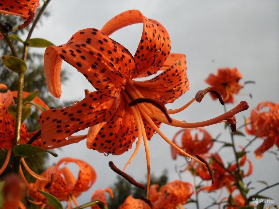 Лилия саранка Сибирская