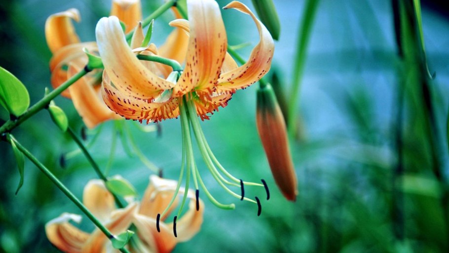 Лилия кудреватая martagon мартагон