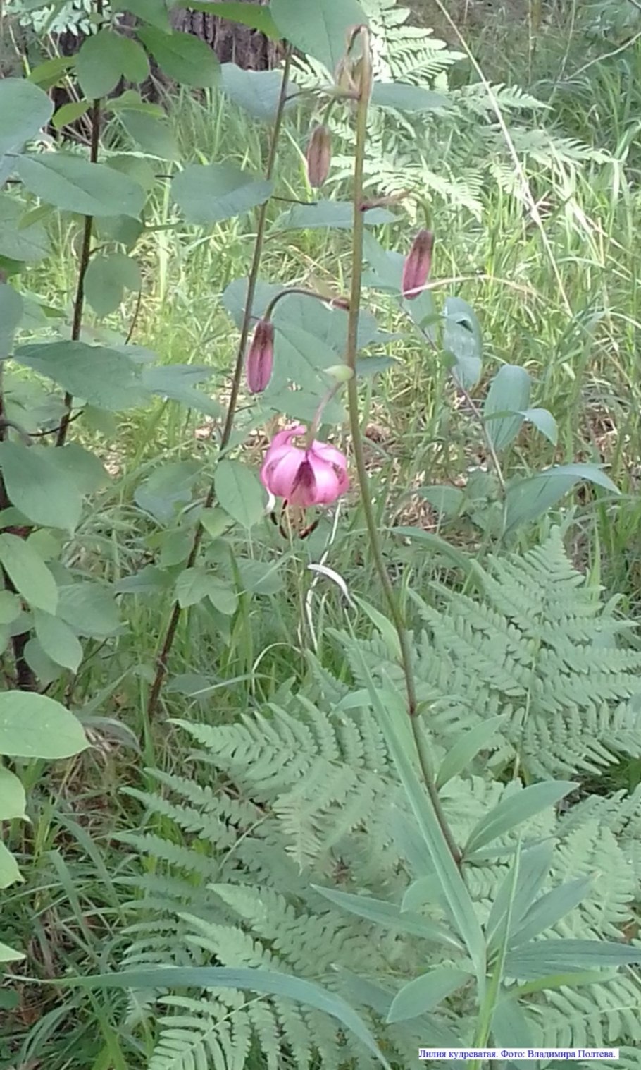 Лилия кудреватая гербарий