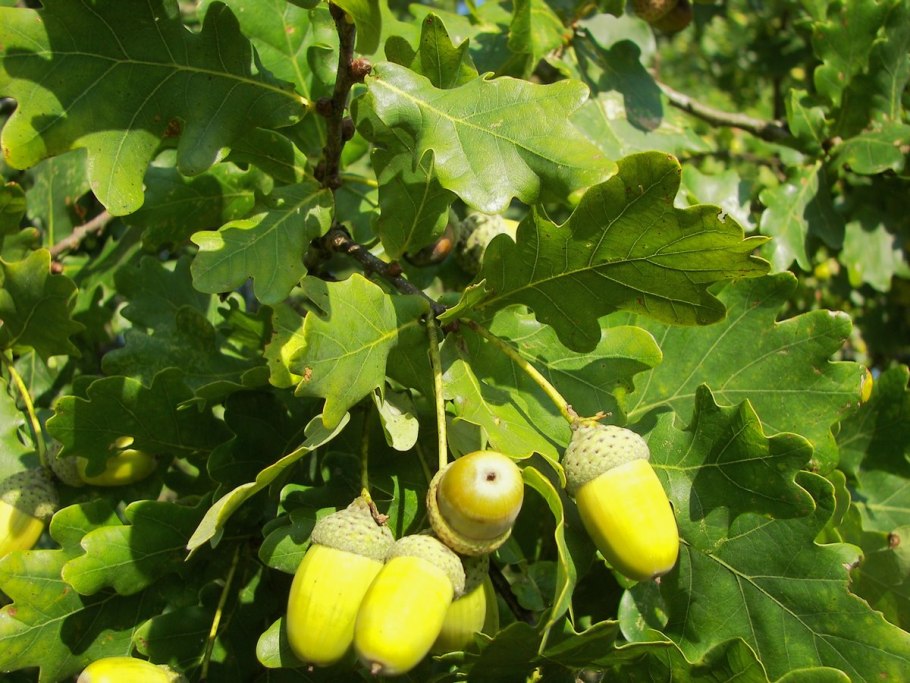 Дуб черешчатый, летний (Quercus Robur)