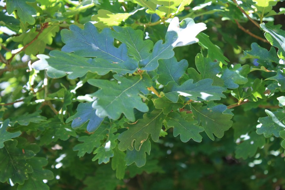 Quercus Robur гербарий