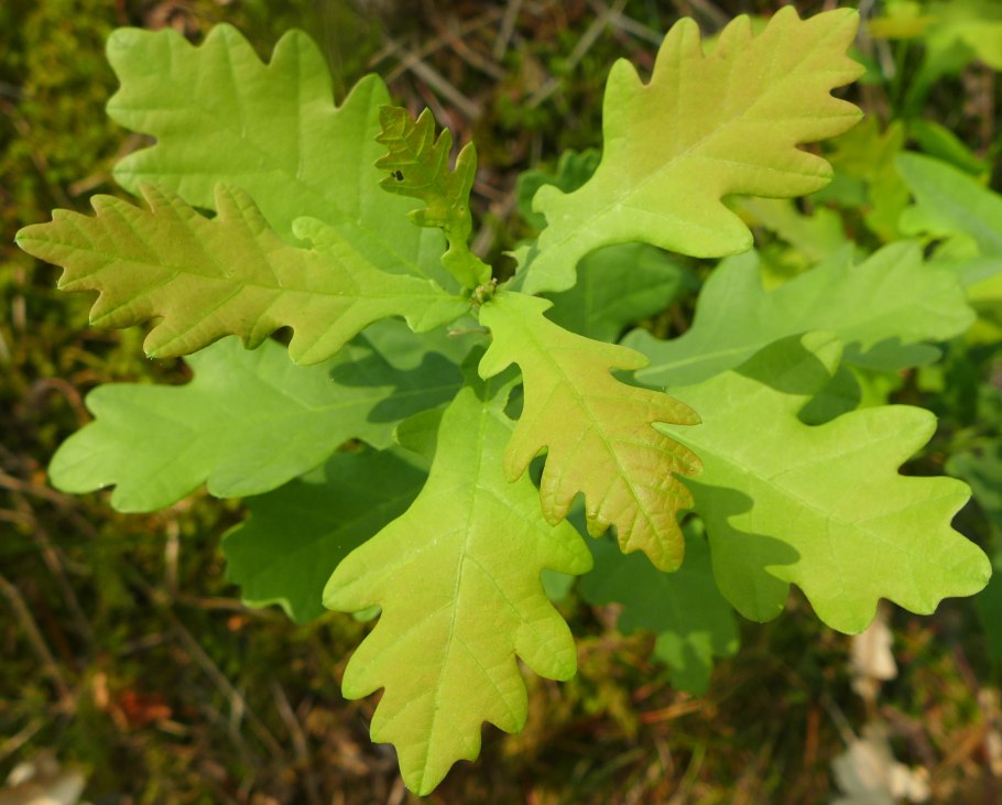 Дуб черешчатый (Quercus Robur)