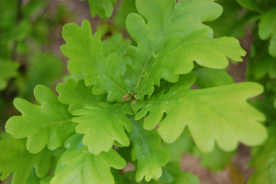 Дуб черешчатый (Quercus Robur)