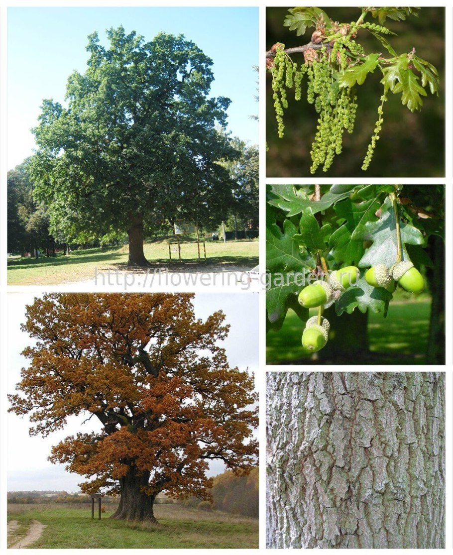 Дуб скальный (Quercus petraea)