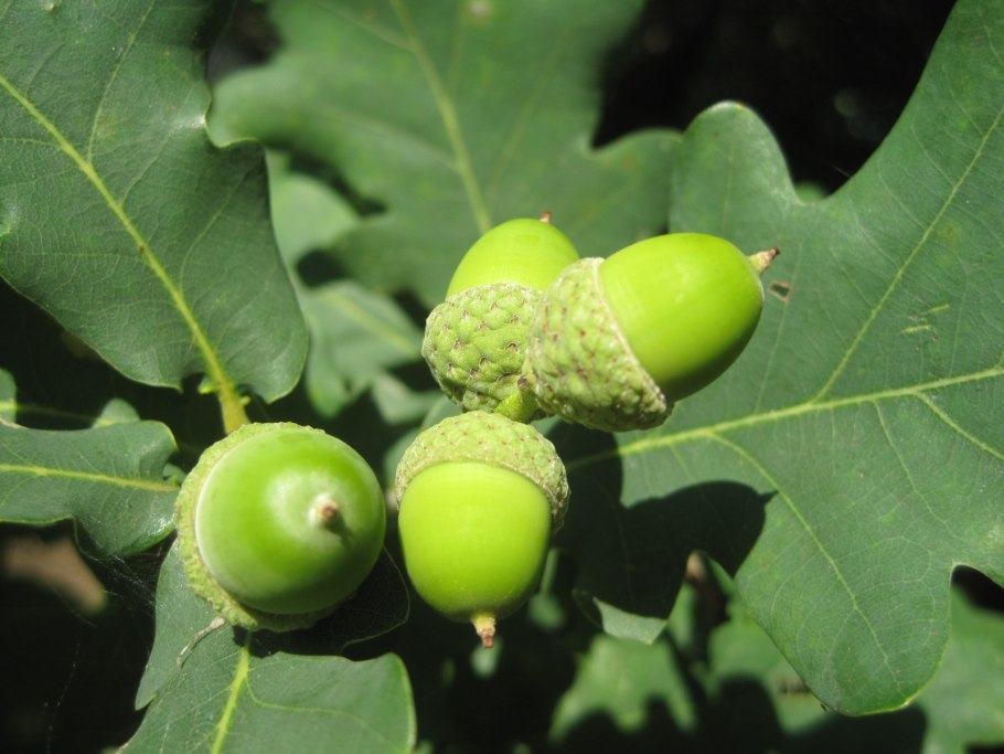 Quercus Robur гербарий