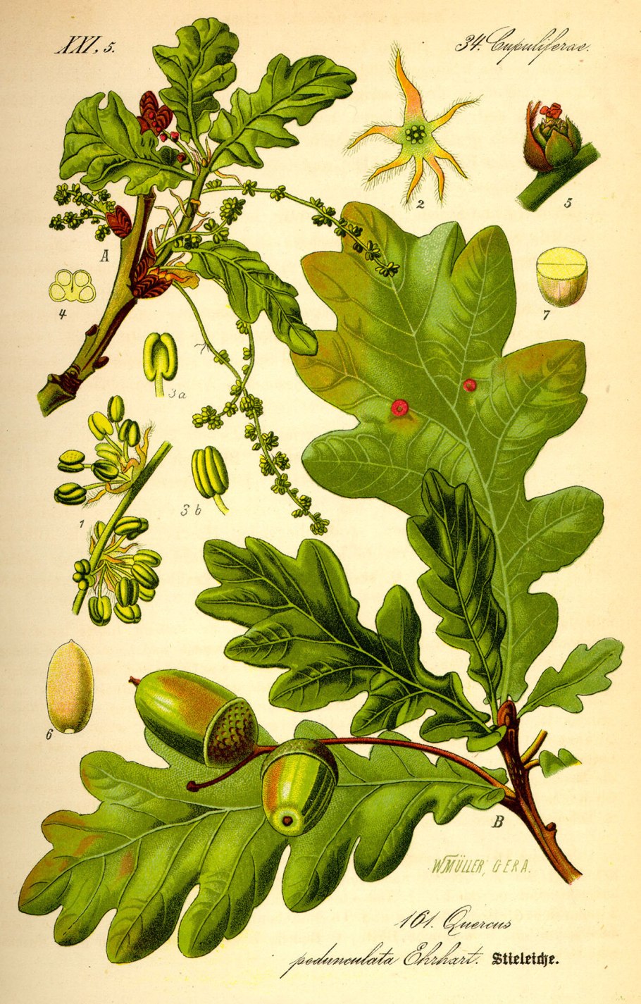 Дуб черешчатый (Quercus Robur)