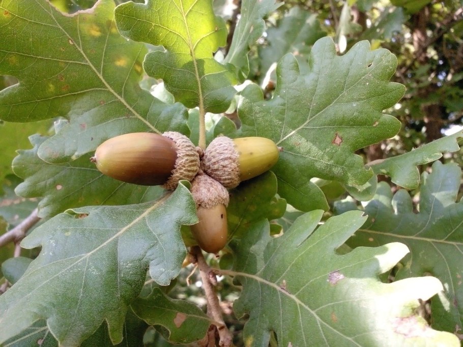 Дуб черешчатый (Quercus Robur l.)