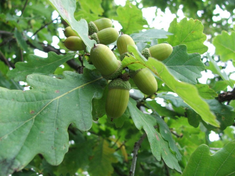 Дуб черешчатый(Quercus Robur) ареал