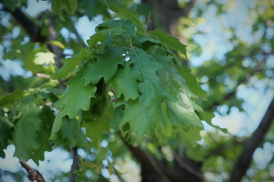 Дуб черешчатый (Quercus Robur)