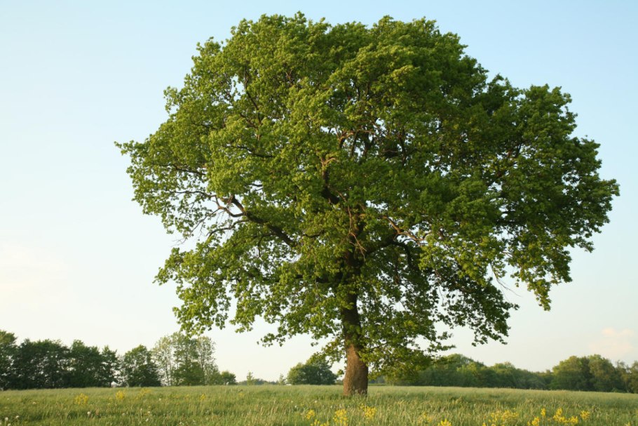 Дуб черешчатый (Quercus Robur)