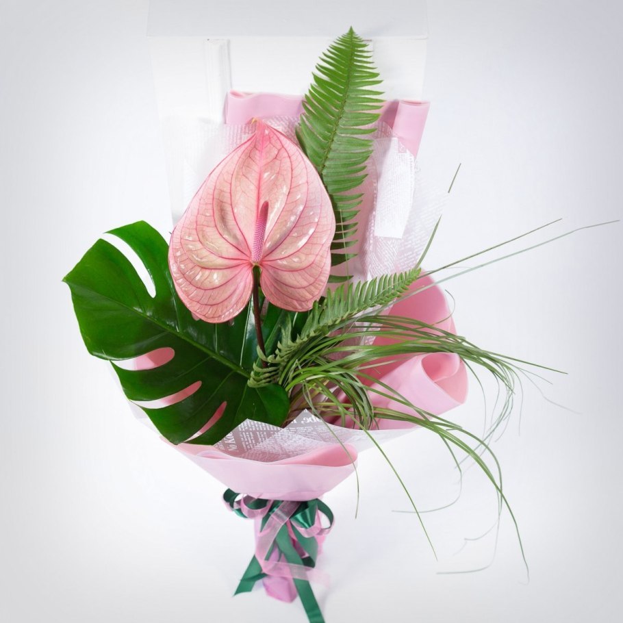 Антуриум Эмма