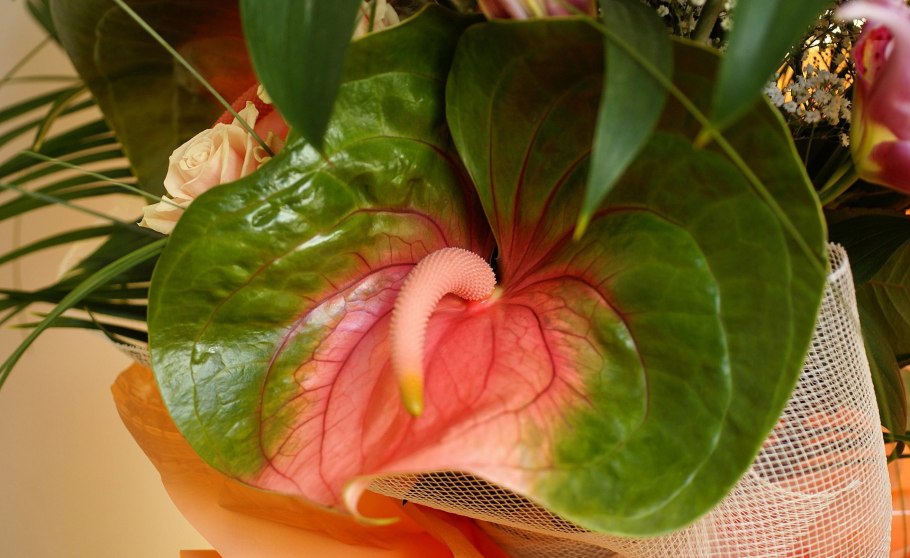 Антуриум White Samora