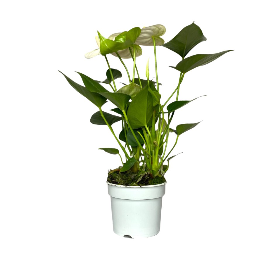 Антуриум Арроу