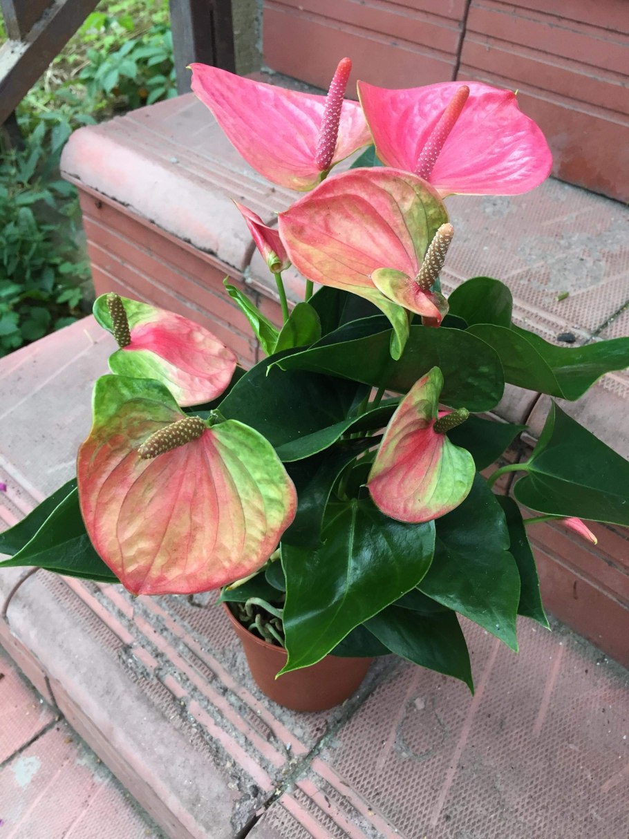 Антуриум Dynamite Red