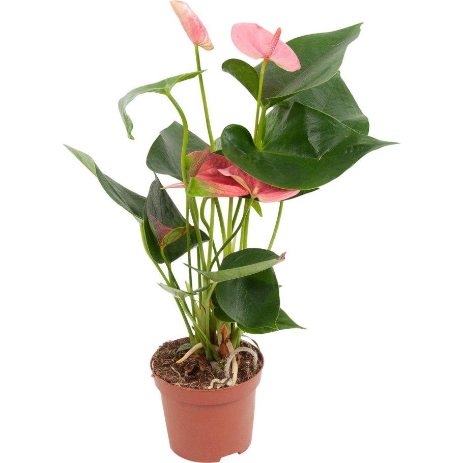 Антуриум Фламинго Браун