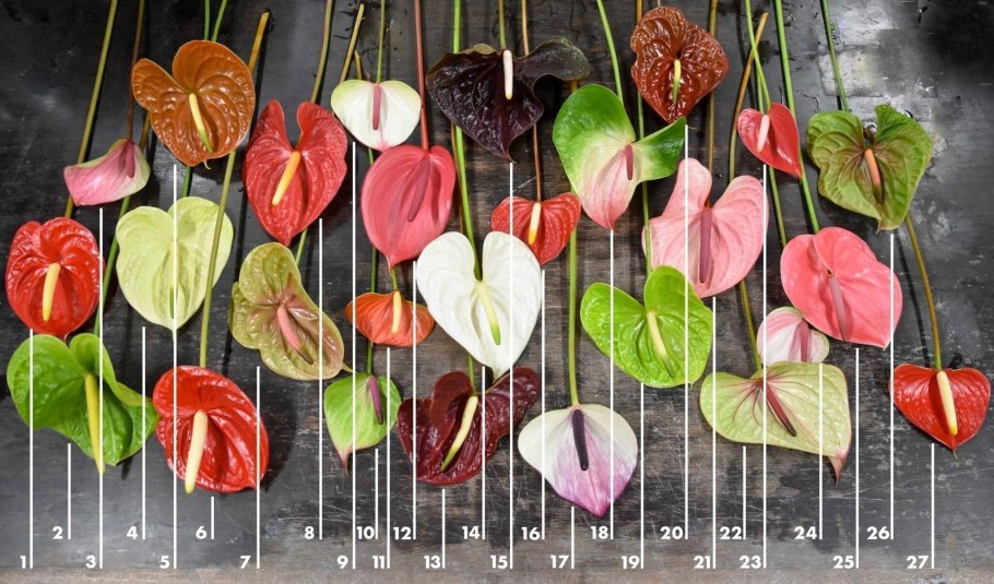 Антуриум Андре Гавайи