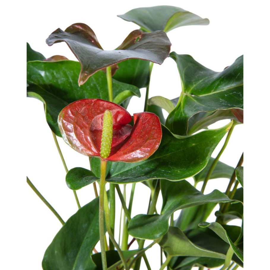 Антуриум соцветие