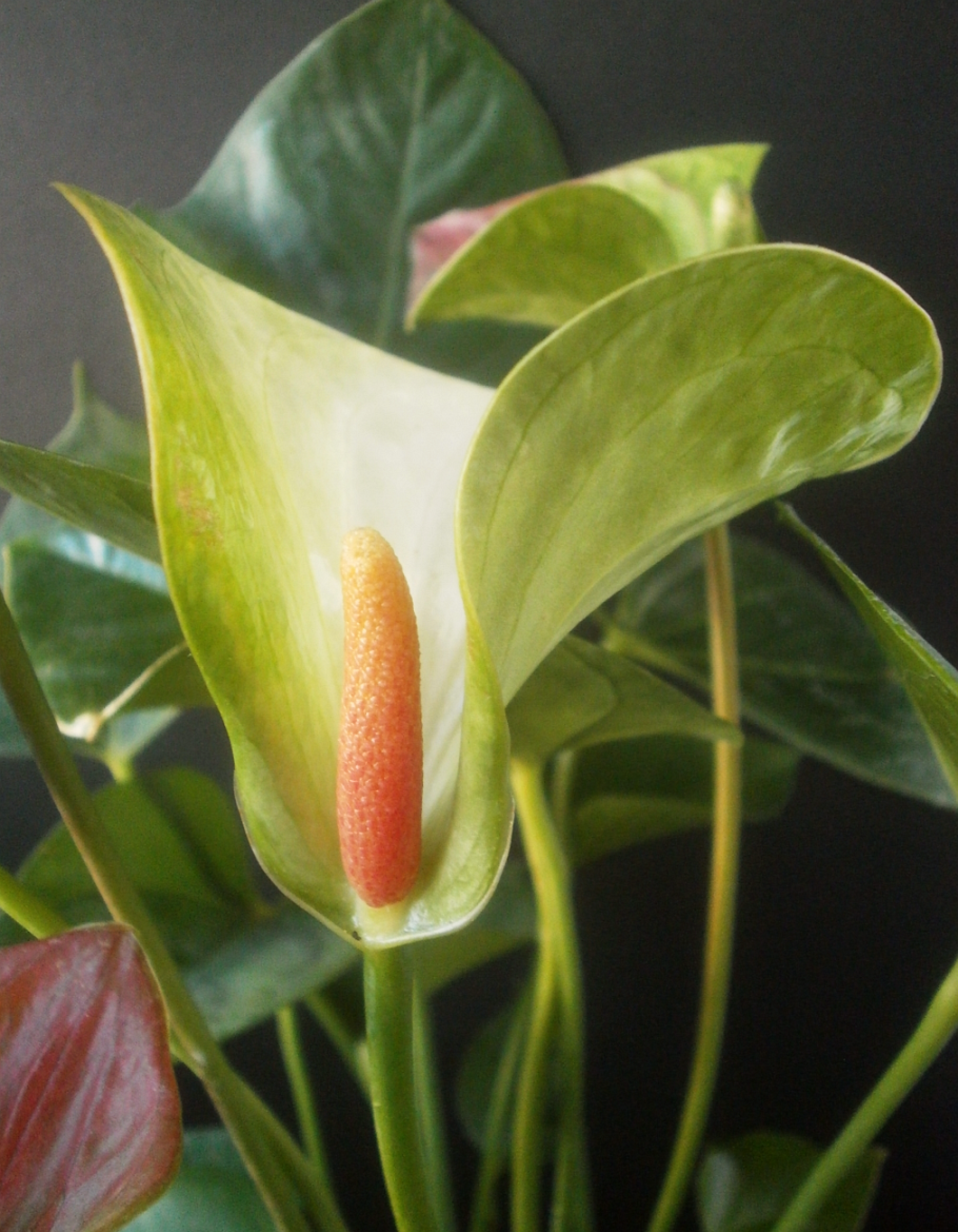 Антуриум Колорадо